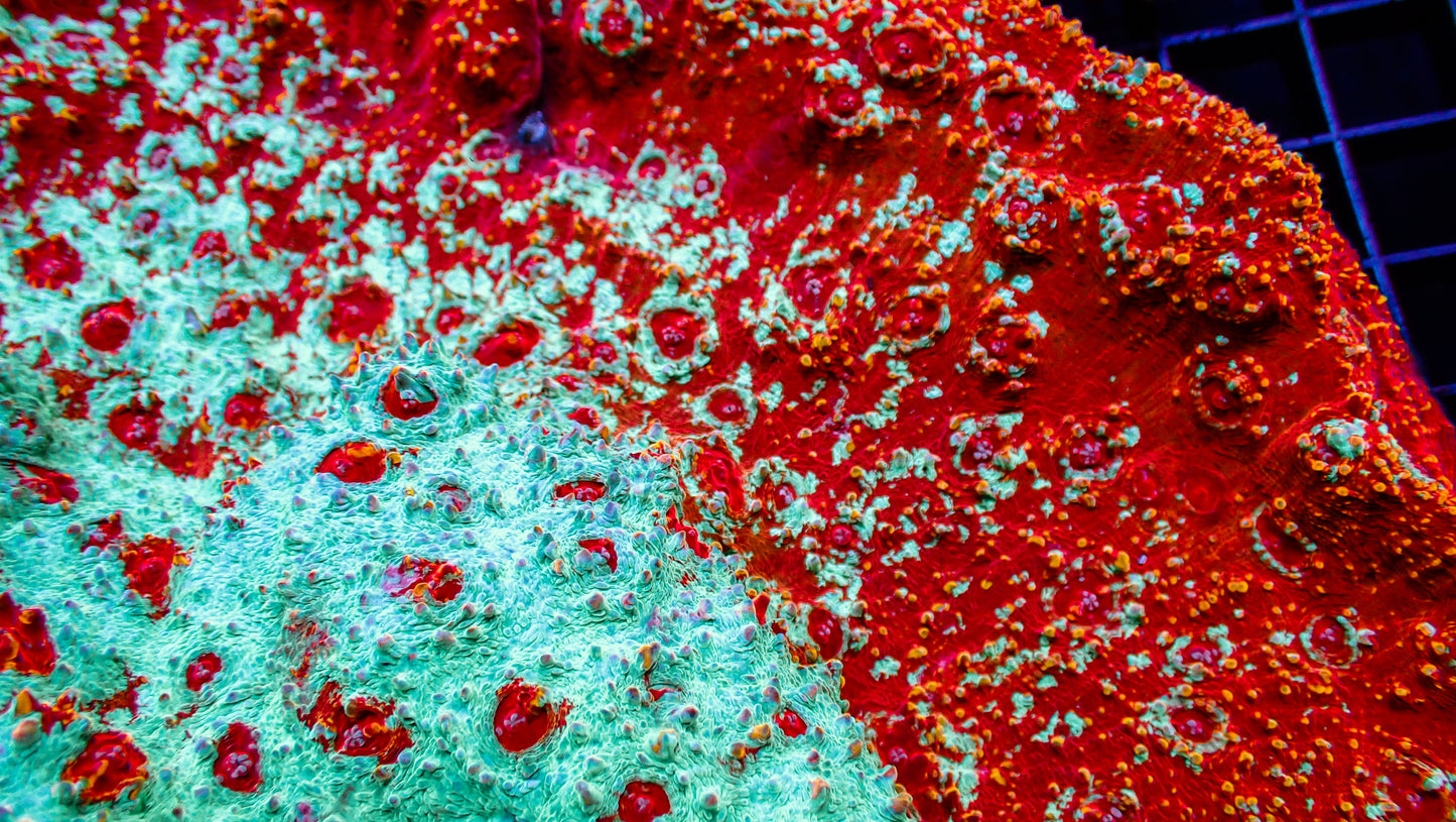 Red & Green with Orange Splatter Chalice Frag