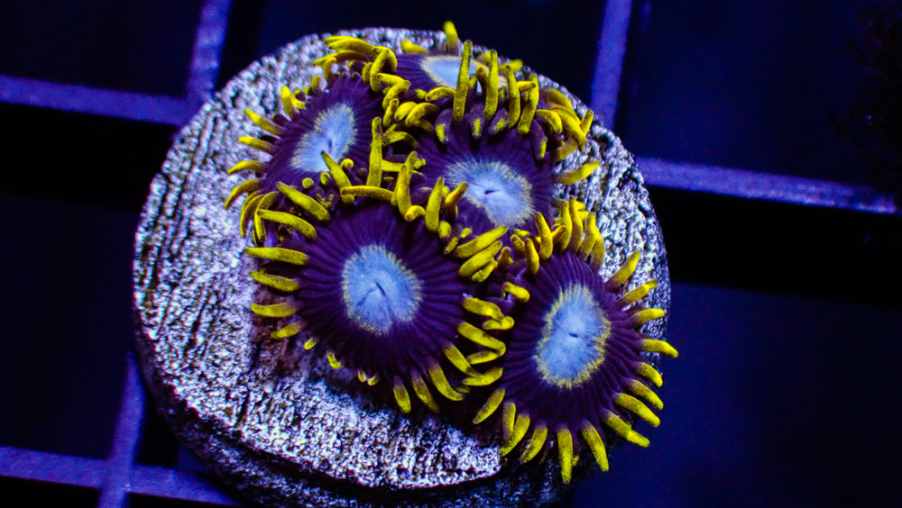 Ice King Zoa Frag