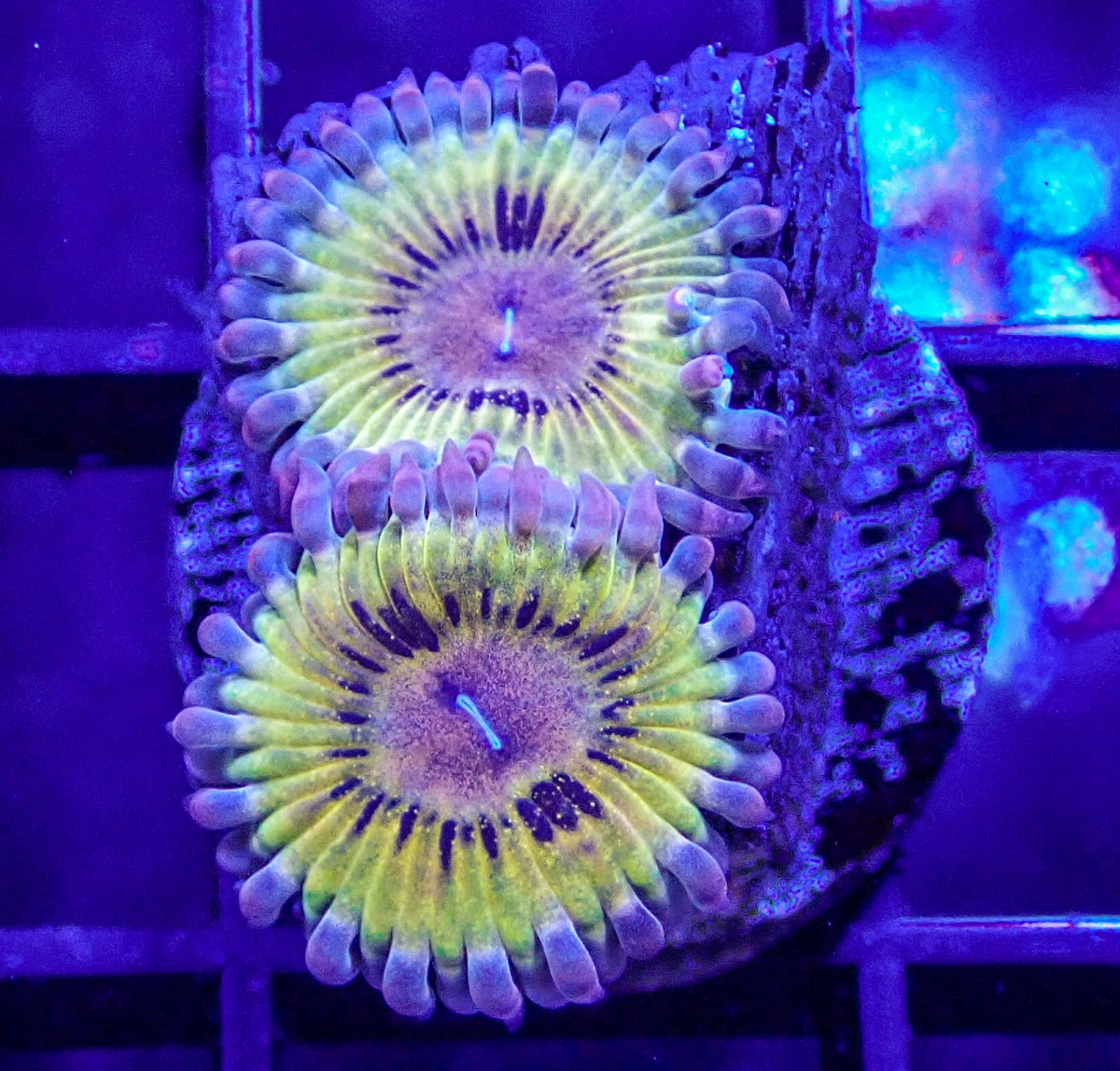 Chiquita