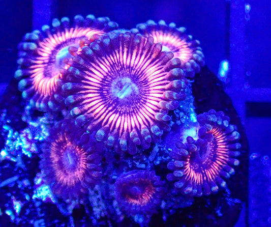 Red Paly Zoa