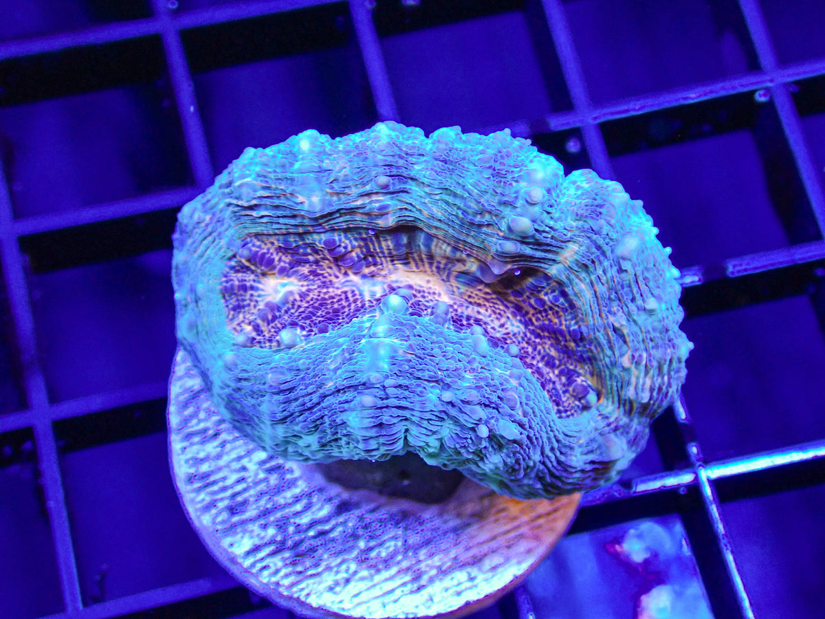 WYSIWYG LPS B175