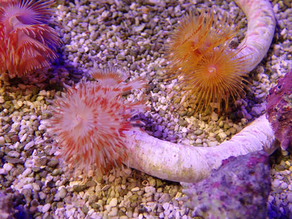 Orange Coco Worm