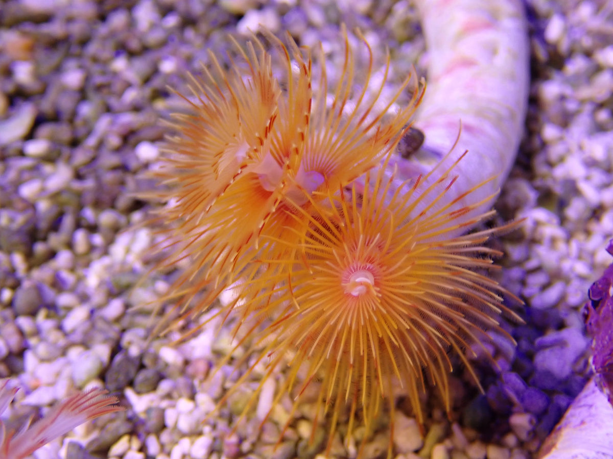 Orange Coco Worm