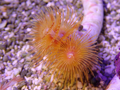 Orange Coco Worm
