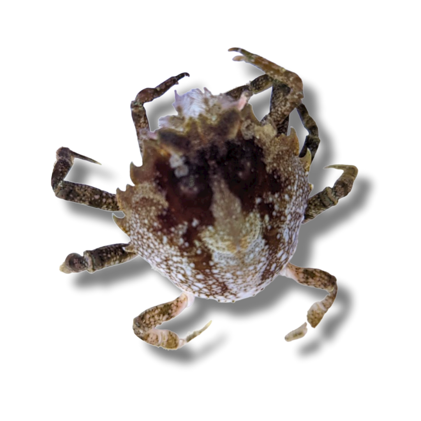 Pitho Crab