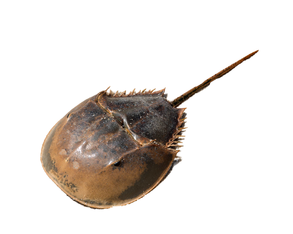 Horseshoe Crab M