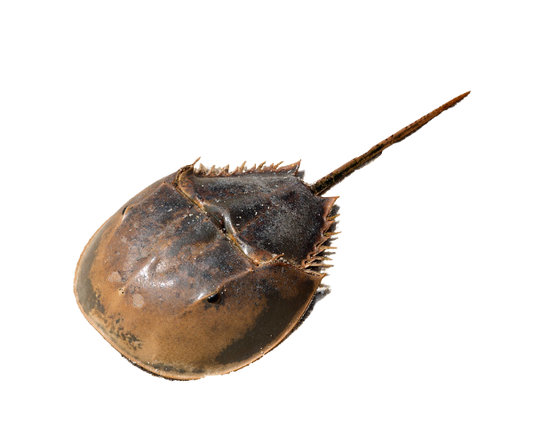 Horseshoe Crab M