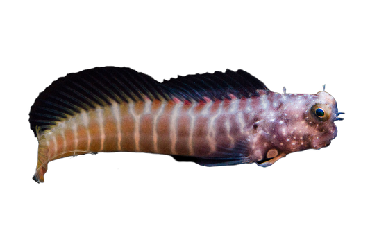 Segmented Lawnmower Blenny