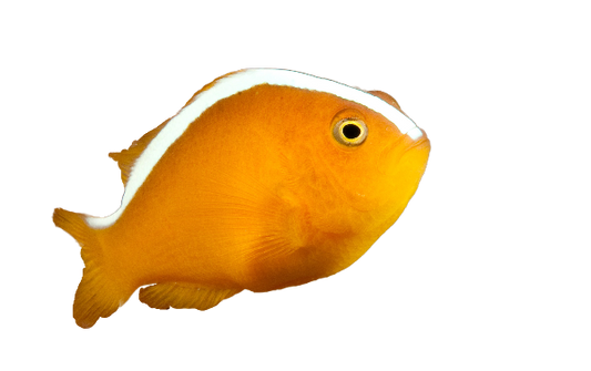 Orange Skunk Clownfish M