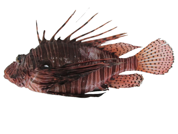 Miles Lionfish M