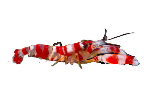 Candy Pistol Shrimp