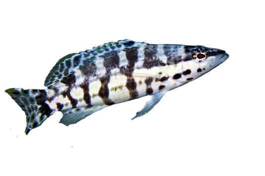 Harlequin Bass