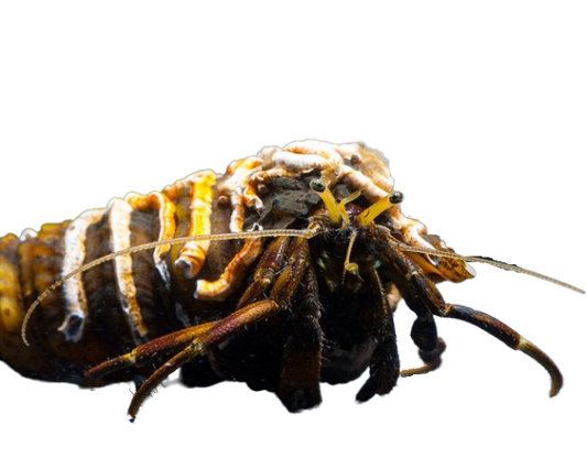 African Hermit Crab