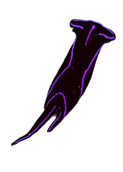 Blue Velvet Sea Nudibranch