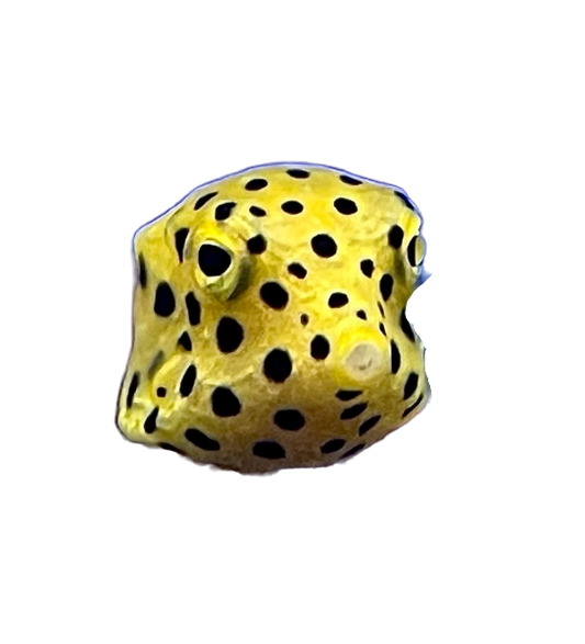 Yellow Boxfish SM