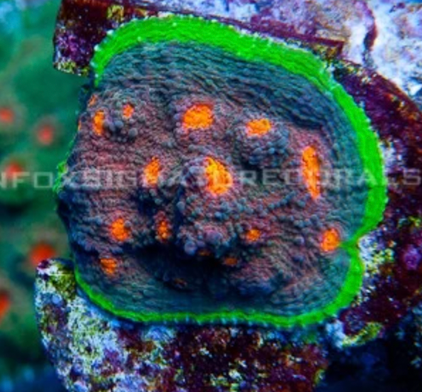 JF My Miami Chalice Frag