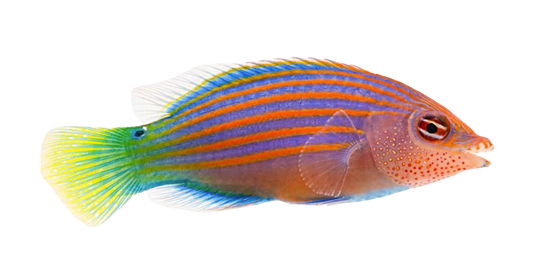 Six Line Wrasse