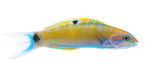 Lunar Wrasse - Juvi M