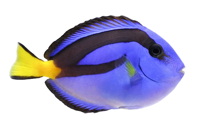 Hippo Tang M