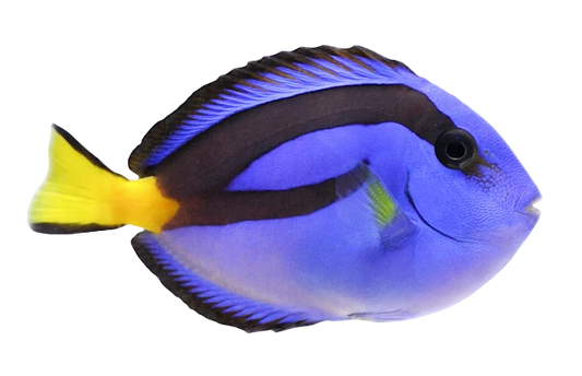 Hippo Tang M