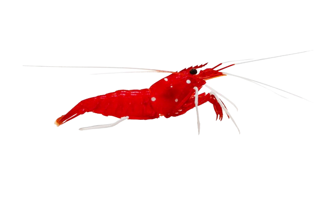 Blood Shrimp L