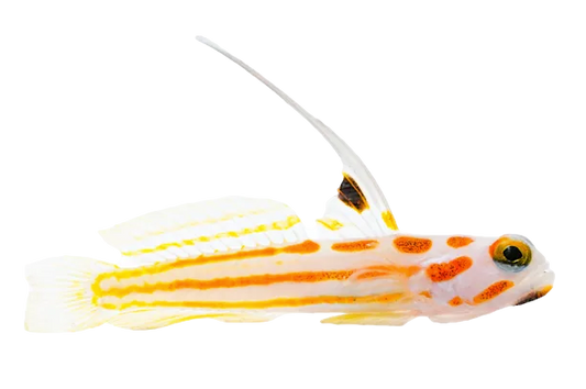 Yasha Haze Shrimp Goby