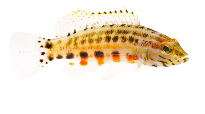 Lantern Bass