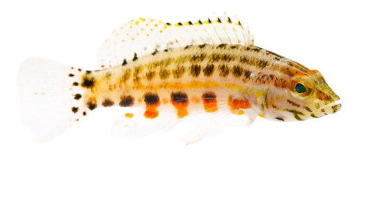 Lantern Bass