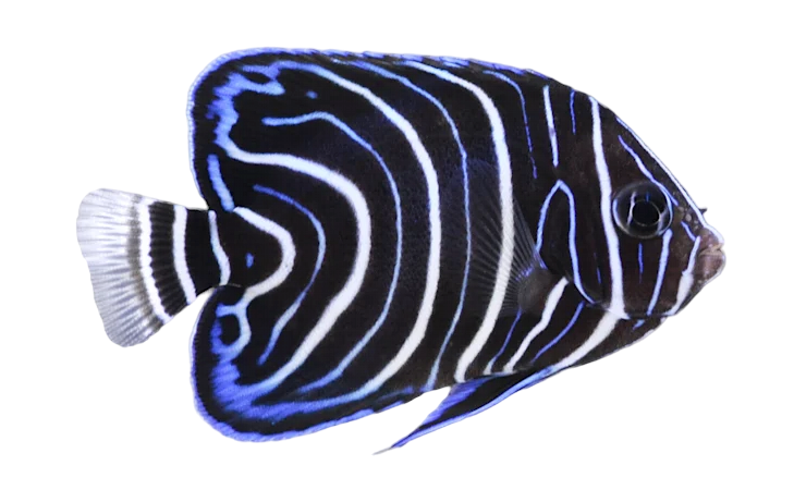 Koran Angel Juvi S