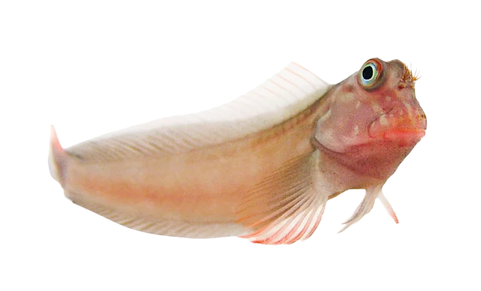 Red Lip Blenny - Carib