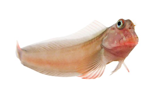 Red Lip Blenny - Carib