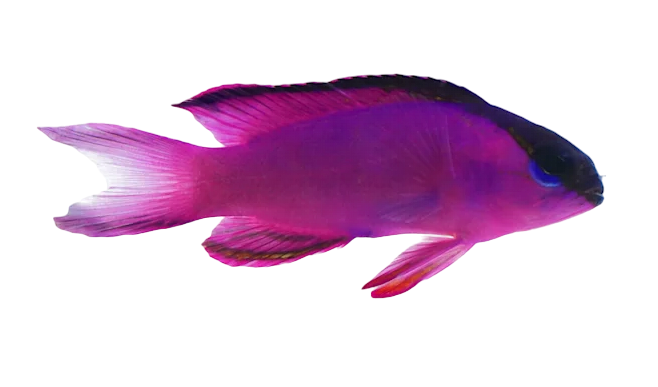 Black Cap Basslet