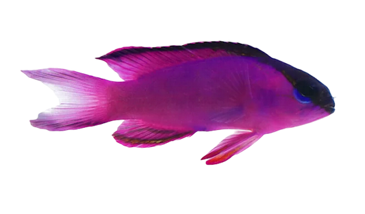 Black Cap Basslet