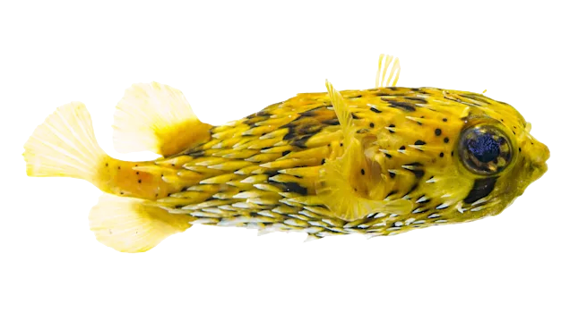 Porcupine Puffer S