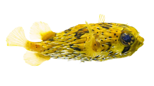 Porcupine Puffer S