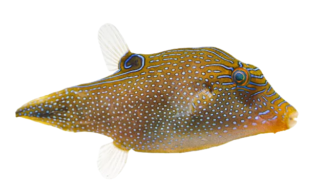 Blue Spotted Toby Puffer 