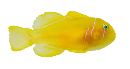 Lemon Goby