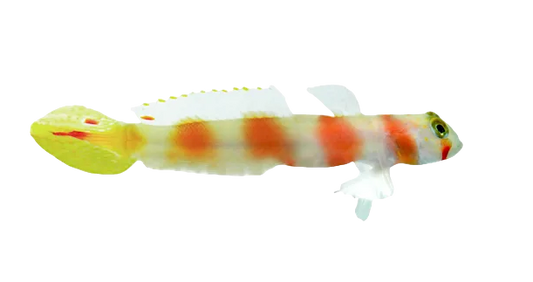 Pinkbar Aurora Goby - RW Select