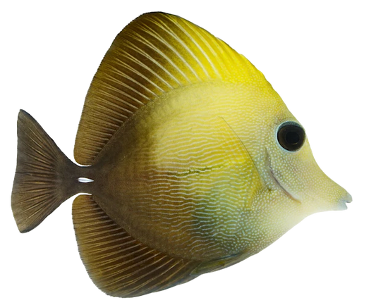 Scopas Tang SM