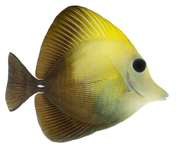 Scopas Tang M