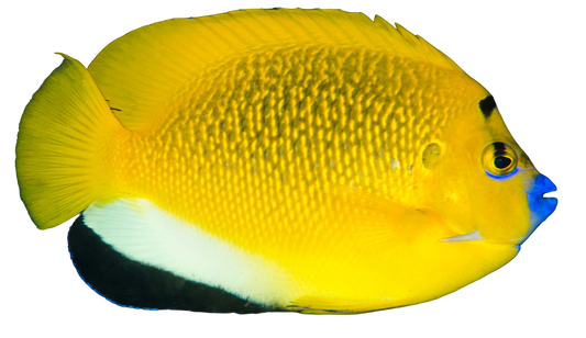 Flagfin Angel S