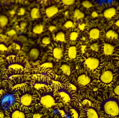 King Midas Zoa Frag