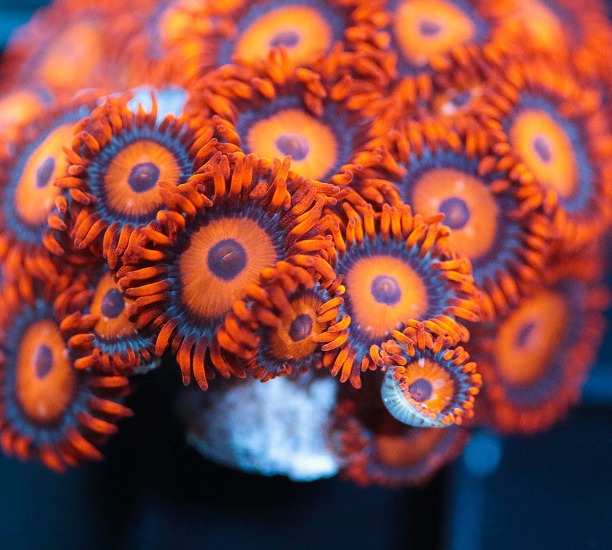 Orange Oxide Zoa Frag