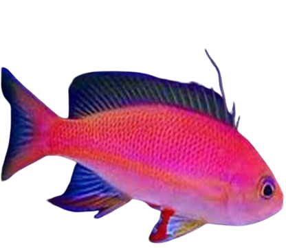 Resplendent Anthia