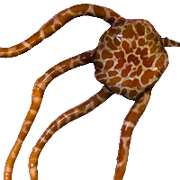Serpent - Giraffe