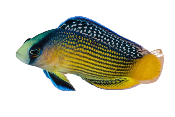 Splendid Dottyback