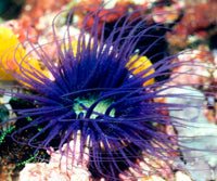 Tube Anemone - Purple & Neon Green Centre