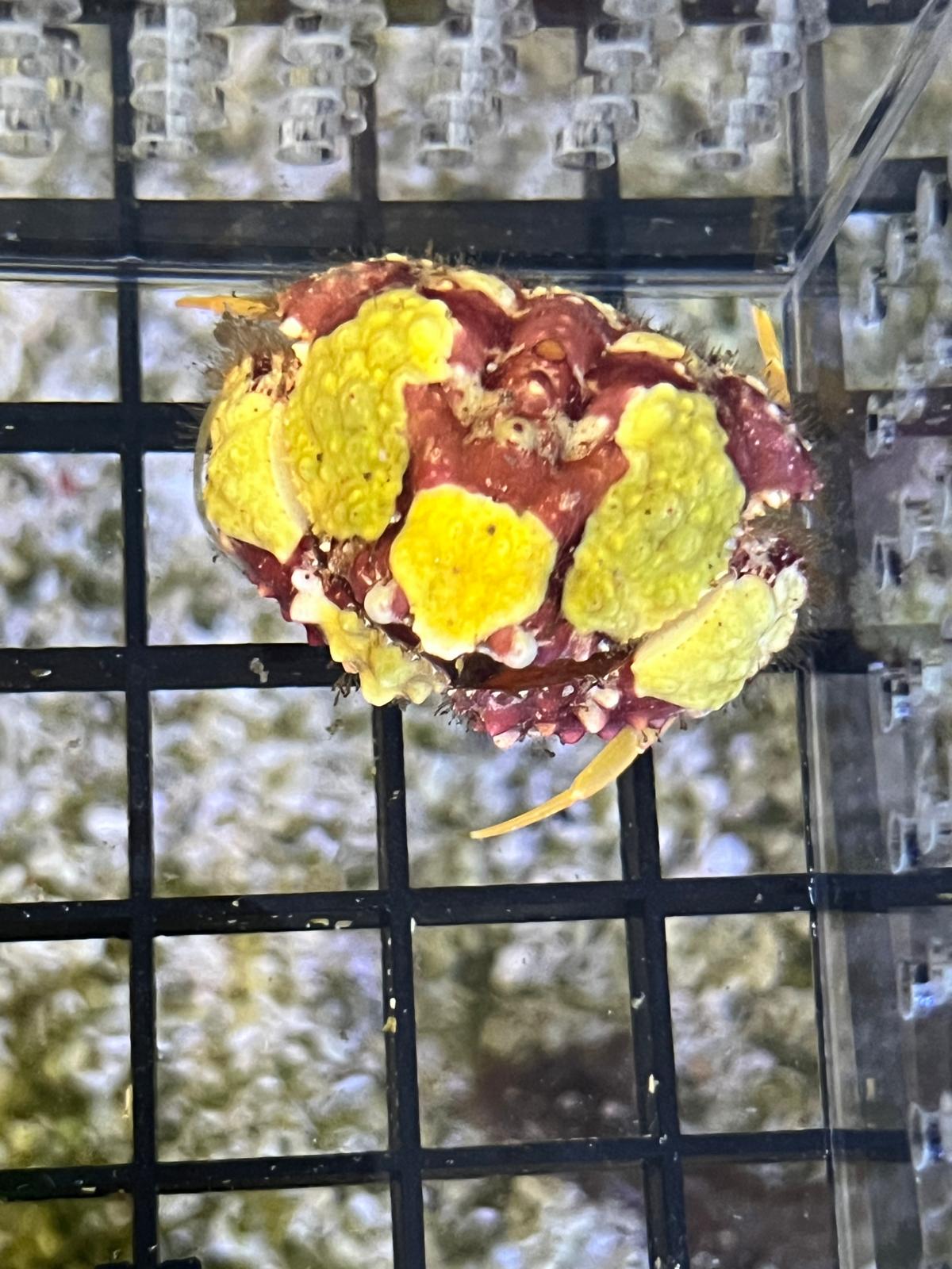 Shame Faced Crab