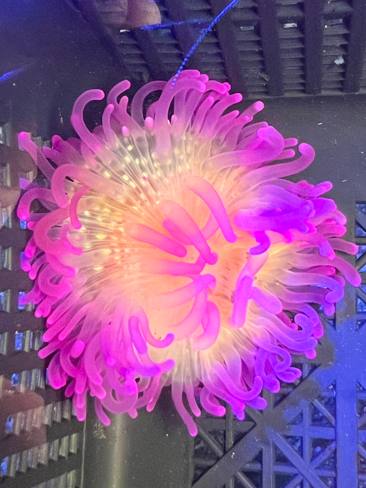 WYSIWYG Anemone #15