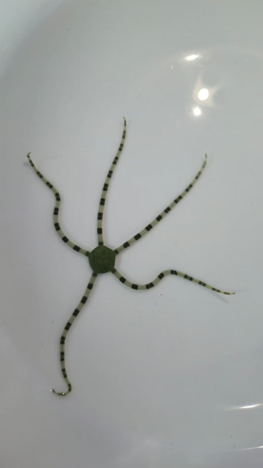 Serpent - Green Banded